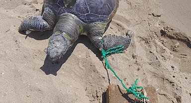 İzmir'de yüzgecine parke taşı bağlanmış ölü deniz kaplumbağası kıyıya vurdu