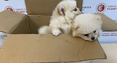 Kapıkule'de 'Pomeranian' cinsi 6 köpek yavrusu ele geçirildi