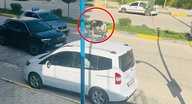Kara yoluna çıkan başıboş eşek nedeniyle trafik aksadı