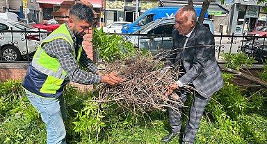 Kırılan daldaki karga yuvası özenle başka dala nakledildi