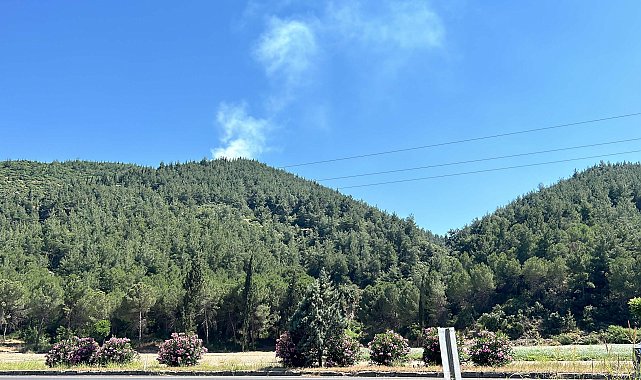 Manisa'da orman yangını