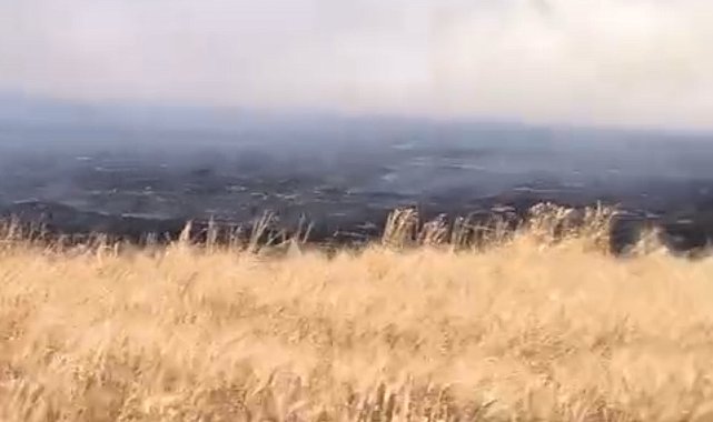 Mardin'de buğday ekili tarlada yangın; 500 dönüm zarar gördü