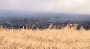Mardin'de buğday ekili tarlada yangın; 500 dönüm zarar gördü