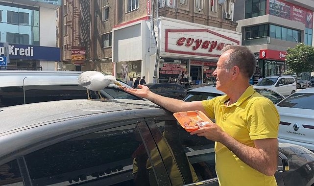 Martı 'Pamuk' esnafın maskotu oldu