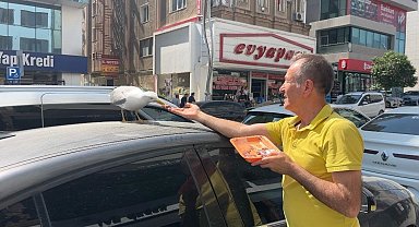 Martı 'Pamuk' esnafın maskotu oldu