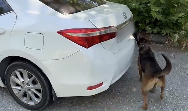 Muğla'da otomobilde 5 kilo 670 gram skunk ele geçirildi: 1 tutuklama