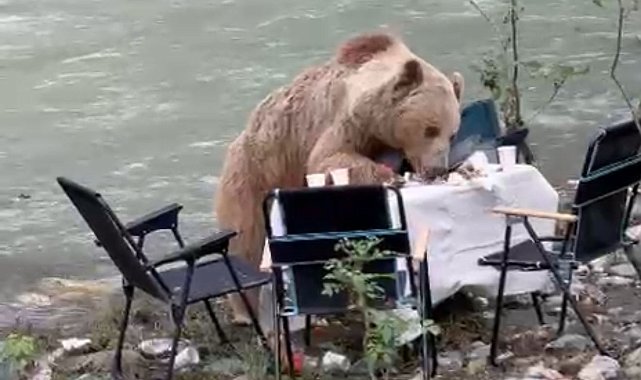 Munzur Vadisi'nde piknik masasına gelen ayı kamerada