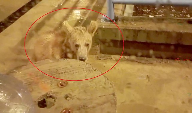 Nöbet tuttuğu güvenlik kulübesinin önüne 2 yavru bozayı geldi