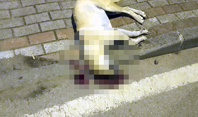 Oğlunu ısıran köpeği öldüren kişiye verilen beraat kararını istinaf bozdu