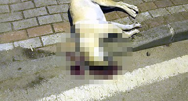 Oğlunu ısıran köpeği öldüren kişiye verilen beraat kararını istinaf bozdu