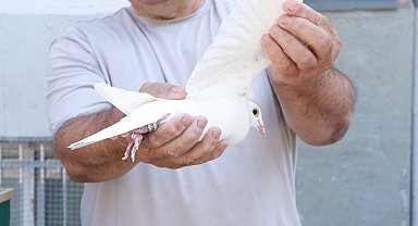Posta güvercinleri Kırşehir'deki yarış için İstanbul'dan uğurlandı
