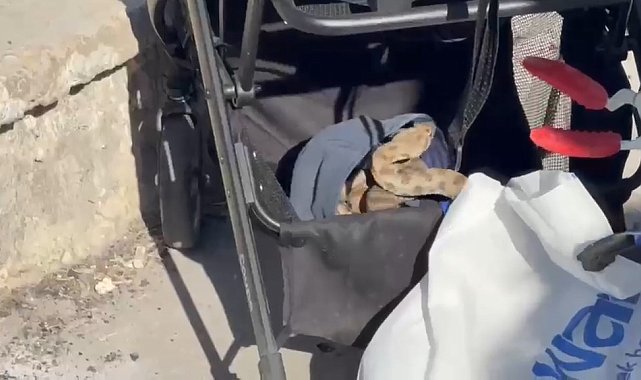 Şanlıurfa'da bebek arabasına yılan girdi