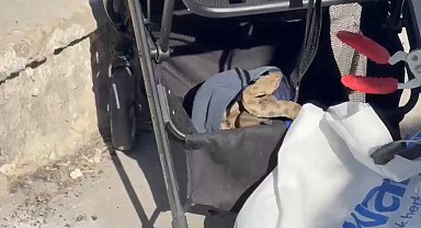 Şanlıurfa'da bebek arabasına yılan girdi