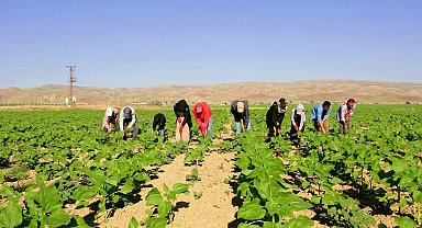 Şanlıurfa'dan 600 kilometre yol gelen tarım işçilerinin zorlu mesaisi