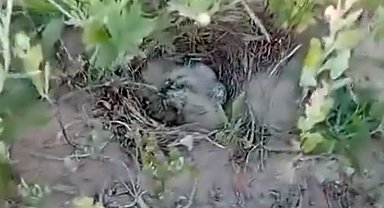 Şantiye sahasındaki kuş yuvasına dubalı önlem