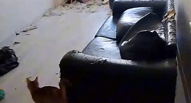 Savcılık kararıyla girilen çöp evdeki 6 kedi koruma altına alındı