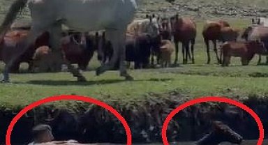 Sazlığa düşen tayı kurtarmak için suya atladı; o anlar kamerada