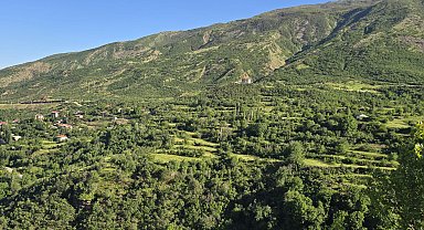 Şırnak'ta ormanlara girişler 30 Eylül'e kadar yasaklandı