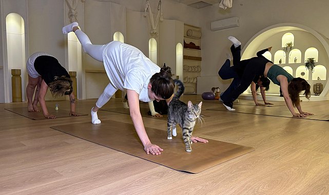 Sporsever kadınlar, yanlarında kedilerle yoga yaptı
