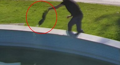 Süs havuzuna düşen karganın kurtarılma anı kamerada