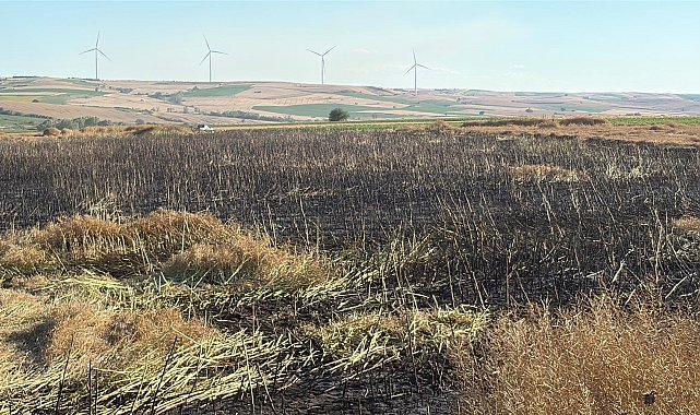 Tekirdağ'da 60 dönüm buğday ve kanola ekili alan yangında zarar gördü