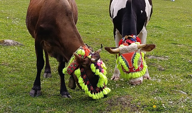 Trabzon'da renkli yayla göçü geleneği