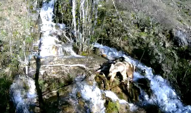 Tunceli'de şelaleden geçen yaban hayvanları fotokapana yakalandı