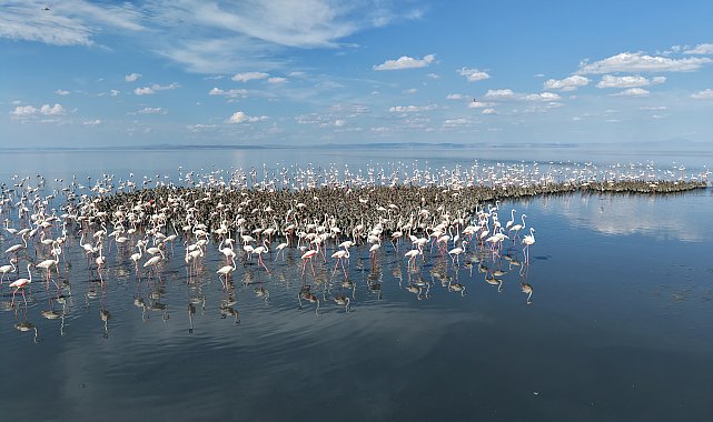 Tuz Gölü'nde 5 bin yavru flamingo kuluçkadan çıktı