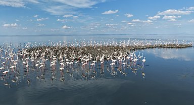 Tuz Gölü'nde 5 bin yavru flamingo kuluçkadan çıktı