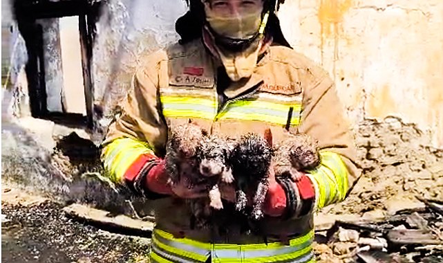 Yangında mahsur kalan köpek ve 4 yavrusu tedaviye alındı