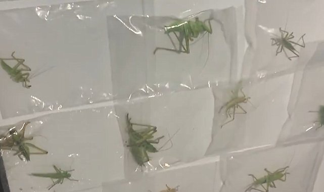 Yasa dışı yollarla çekirge toplayan 3 kişiye 2 milyon 97 bin lira ceza