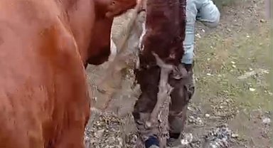 Yeni doğan buzağıyı sırtında taşıdı