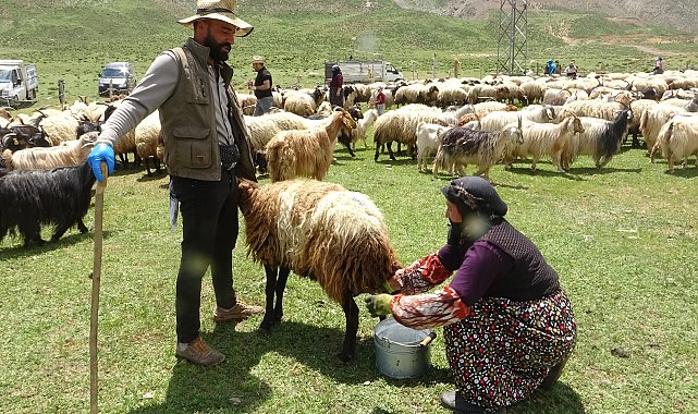 Yüksekova'da berivanların yayla mesaisi başladı