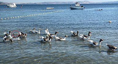 'Şartlı tahliye' edilen kazlar, ördek yavrusunu sahiplenip, sürüye aldı