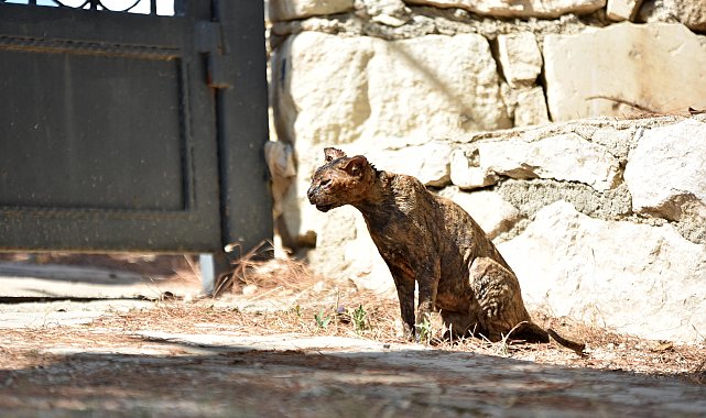 Alevlerin arasında kalan kedi 'Luna', tedaviye alındı