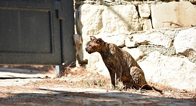 Alevlerin arasında kalan kedi 'Luna', tedaviye alındı