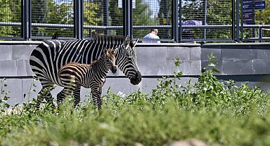 Ankara'daki 'Doğal Yaşam Parkı'nın yeni üyesi yavru zebra için isim anketi