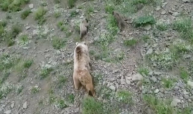 Artvin'de anne ayı ve 2 yavrusu dron kamerasında