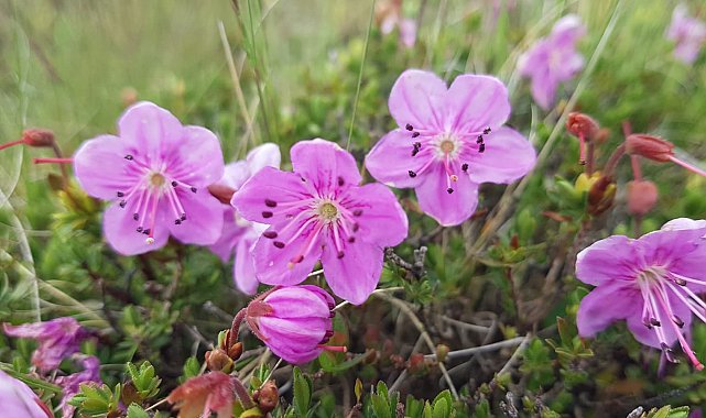 Artvin'in endemik güzelliği dağ gülü, Tiryal Dağı'nda çiçek açtı