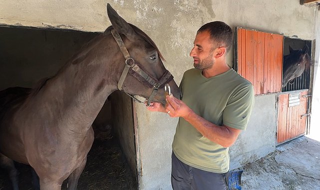 Avcılar'da sokakta dolaşan başıboş atlar çiftlikten kaçmış