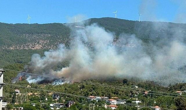 Aydın'da orman yangını