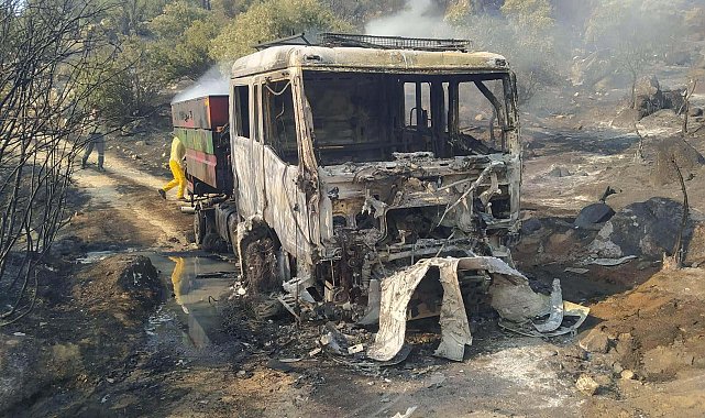 Aydın'daki yangında 100 hektar zeytinlik zarar gördü
