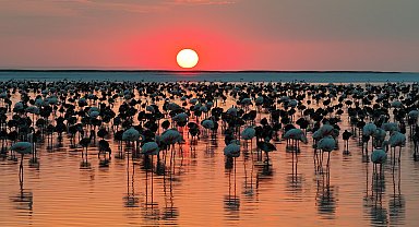 Bakan Kurum'dan 'Flamingo' paylaşımı