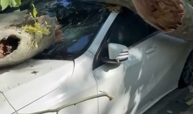 Bakırköy'de asırlık çınar ağacı park halindeki otomobilin üzerine devrildi