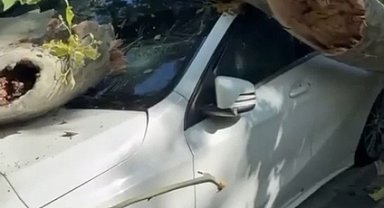 Bakırköy'de asırlık çınar ağacı park halindeki otomobilin üzerine devrildi