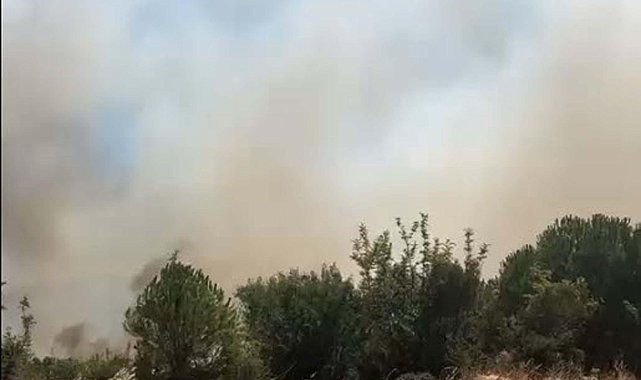 Balıkesir Sındırgı'da orman yangını