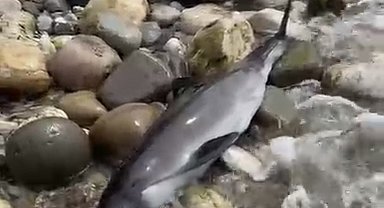 Bartın'da ölü yunus kıyıya vurdu