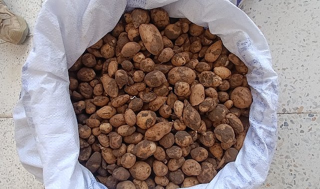 Bingöl'de izinsiz salep toplayan 4 kişi ile biyokaçakçılık yapan 2 kişiye 4 milyon lira ceza