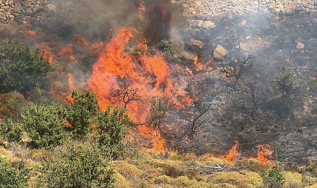 Bodrum'da otluk ve makilik alanda yangın