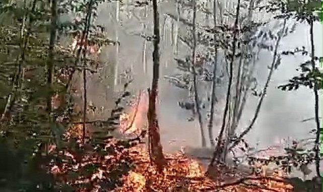 Bursa'da orman yangını
